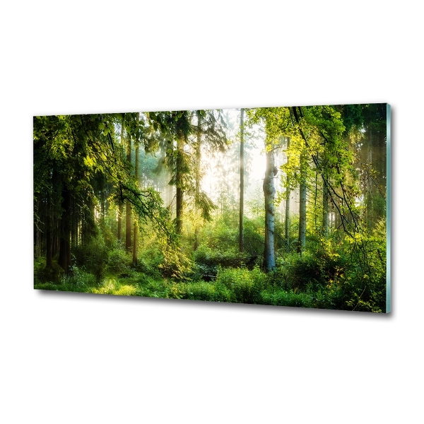 Glass art print Morning sun forest