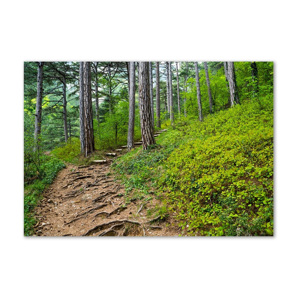 Wall art on glass Forest track