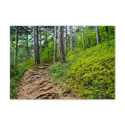 Wall art on glass Forest track