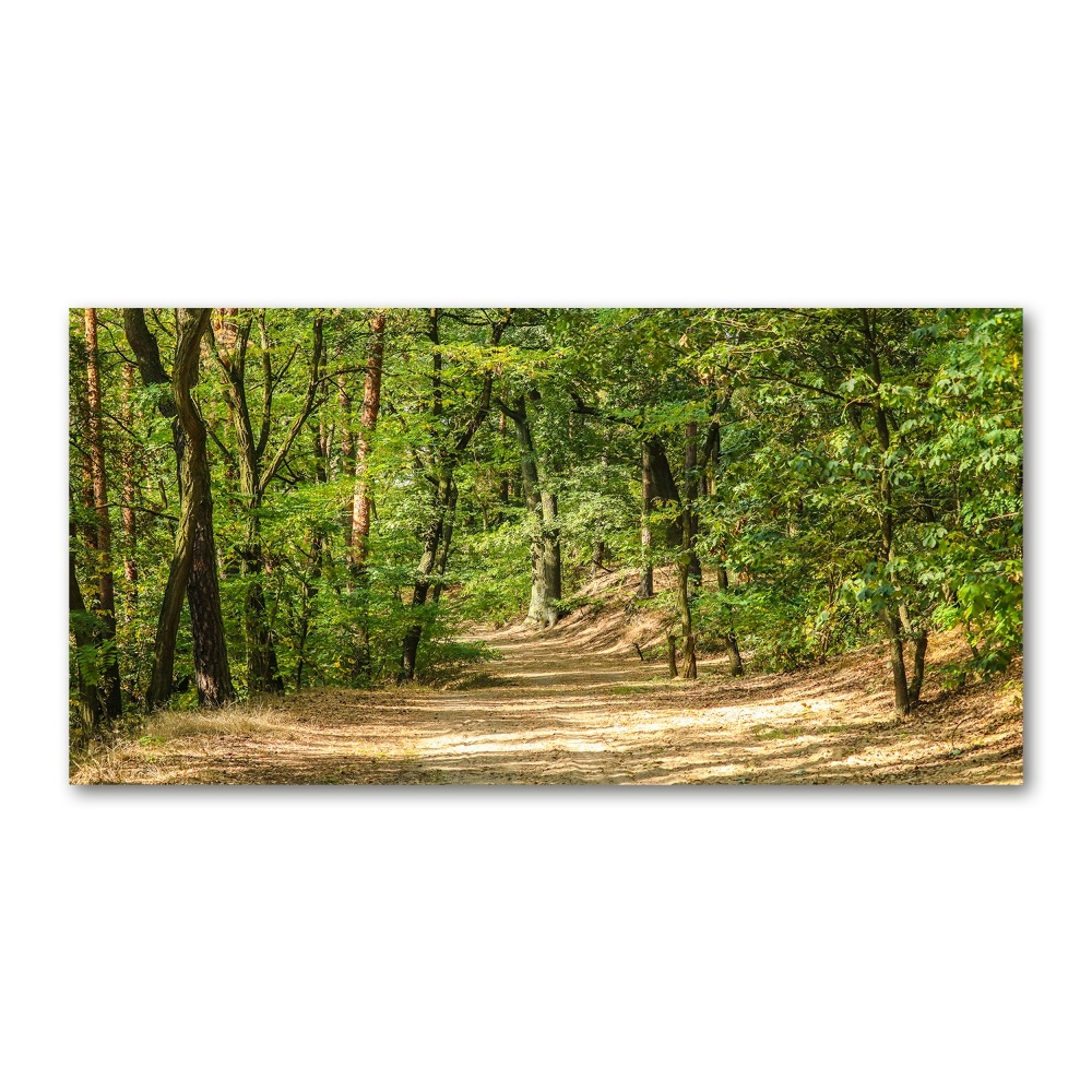 Wall art on glass Forest track