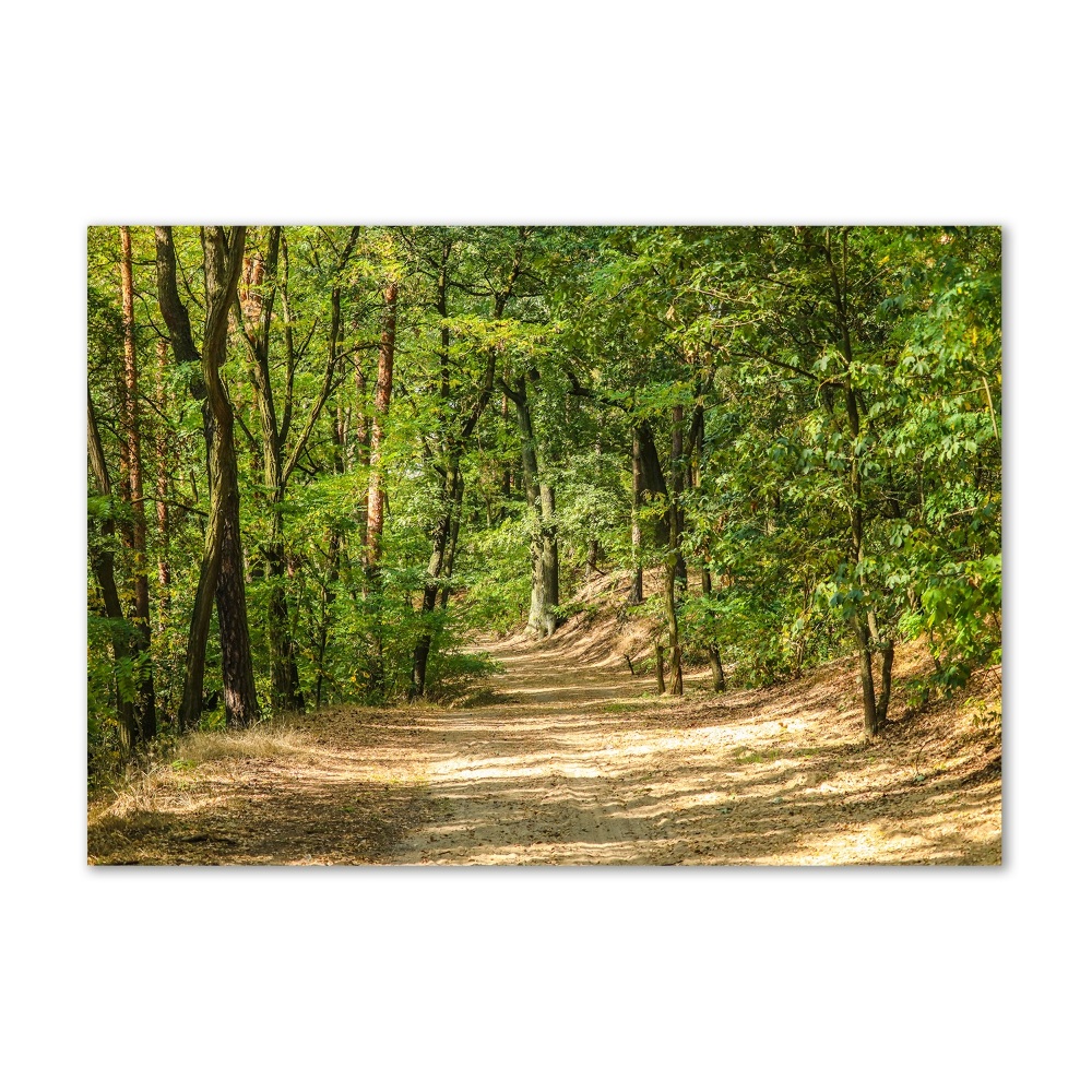 Wall art on glass Forest track