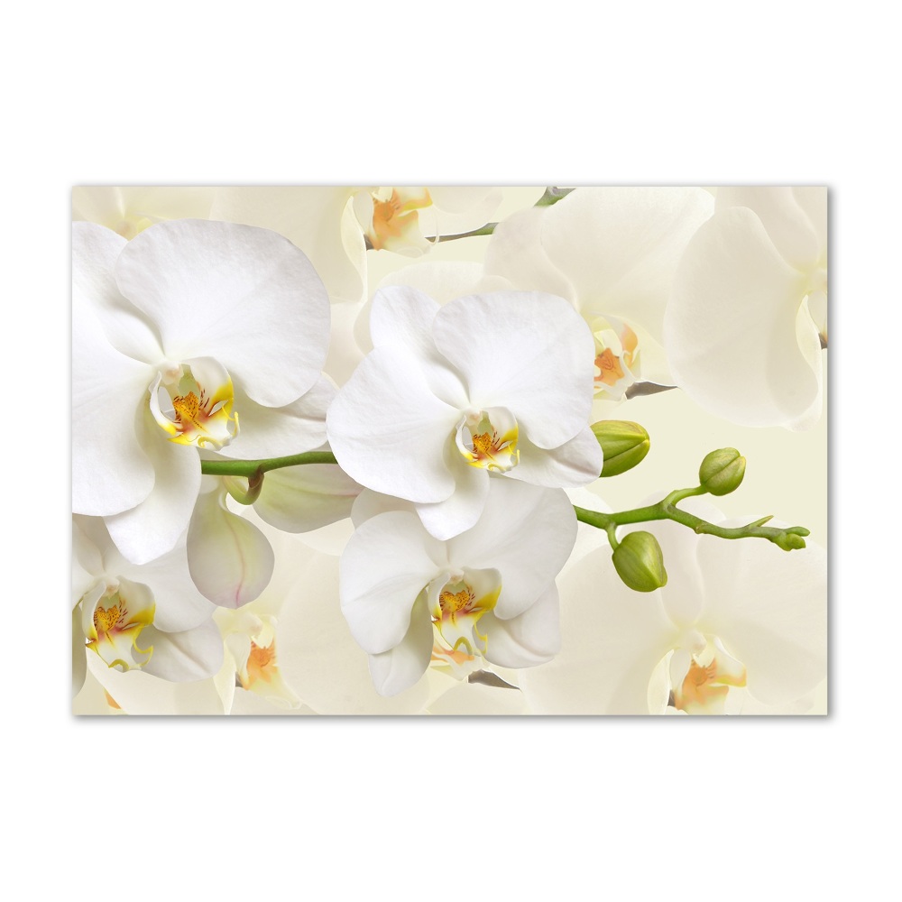 Wall art on glass Orchid