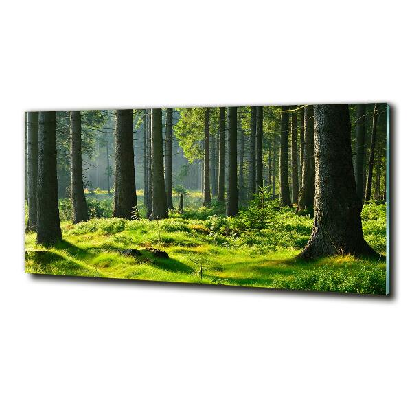 Wall art on glass Spruce forest