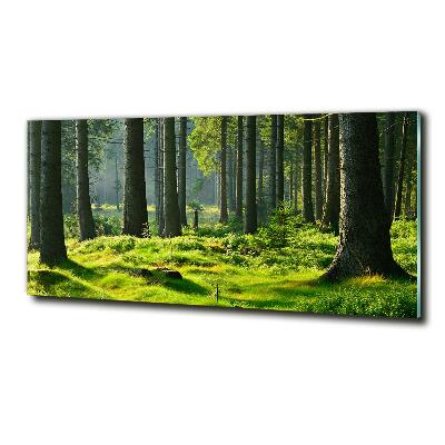 Wall art on glass Spruce forest