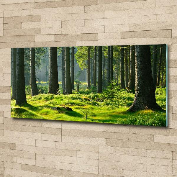 Wall art on glass Spruce forest