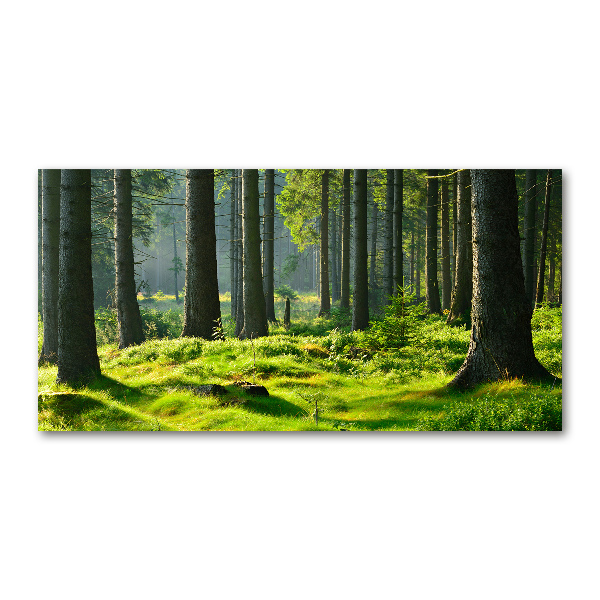 Wall art on glass Spruce forest