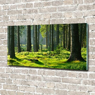 Wall art on glass Spruce forest