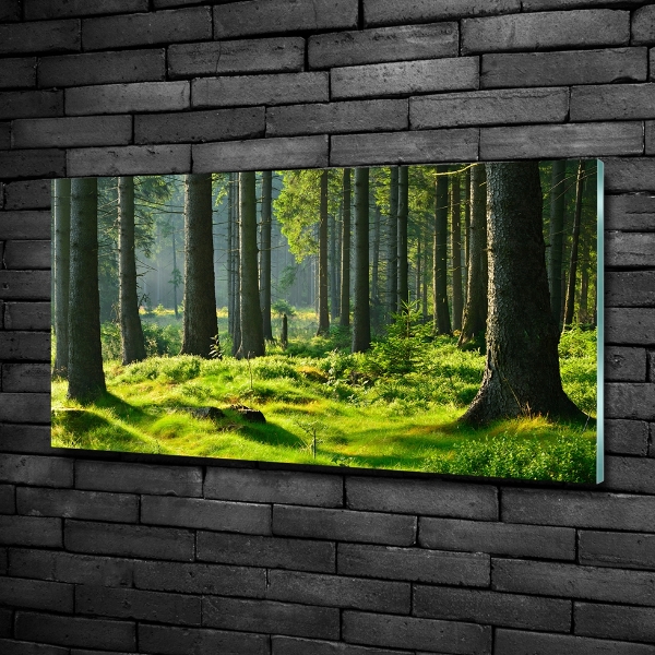 Wall art on glass Spruce forest