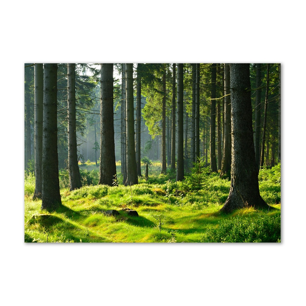 Wall art on glass Spruce forest