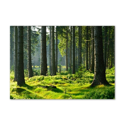 Wall art on glass Spruce forest