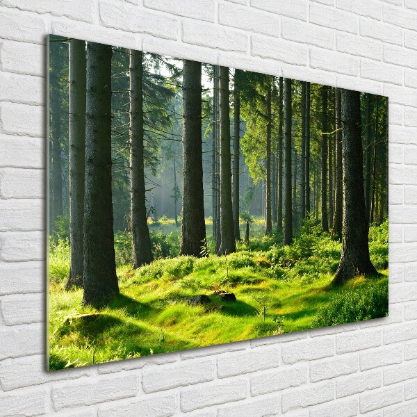 Wall art on glass Spruce forest