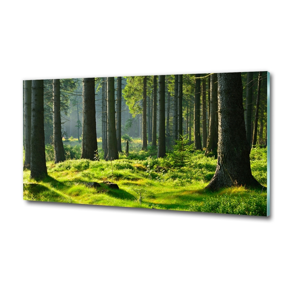 Wall art on glass Spruce forest