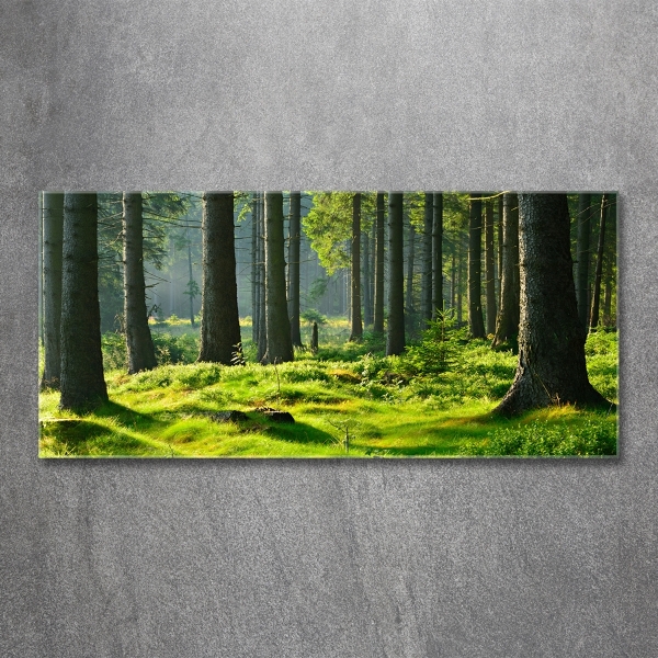 Wall art on glass Spruce forest