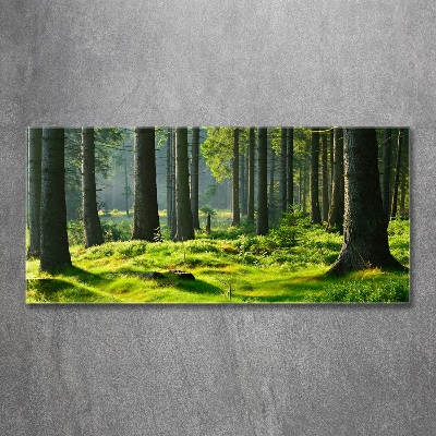 Wall art on glass Spruce forest