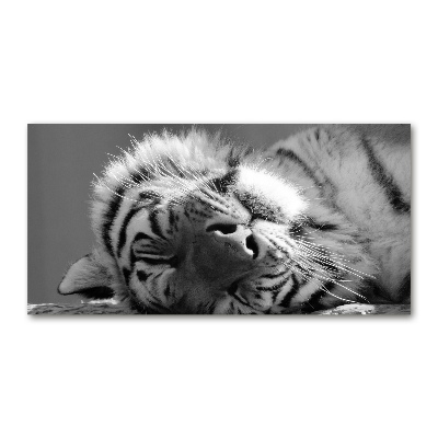 Wall art on glass Sleepy tiger