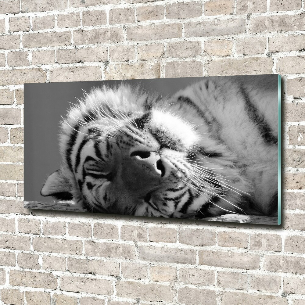 Wall art on glass Sleepy tiger