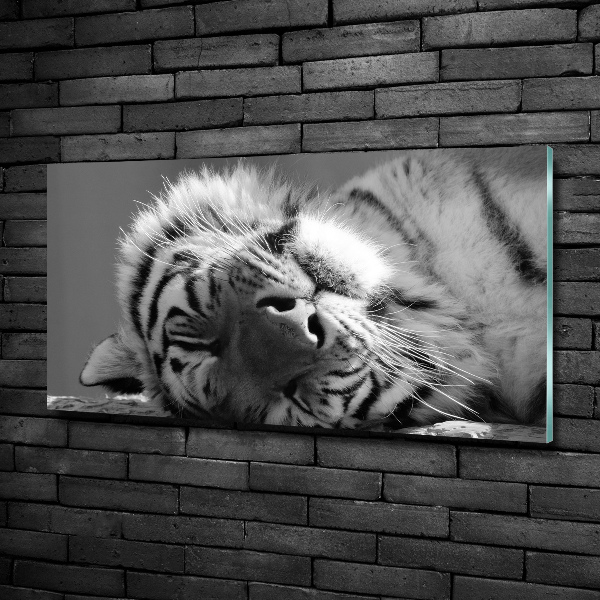 Wall art on glass Sleepy tiger