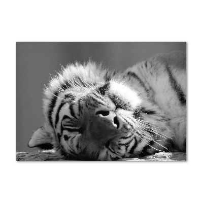 Wall art on glass Sleepy tiger