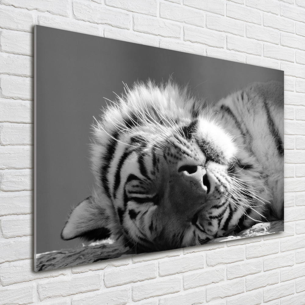 Wall art on glass Sleepy tiger