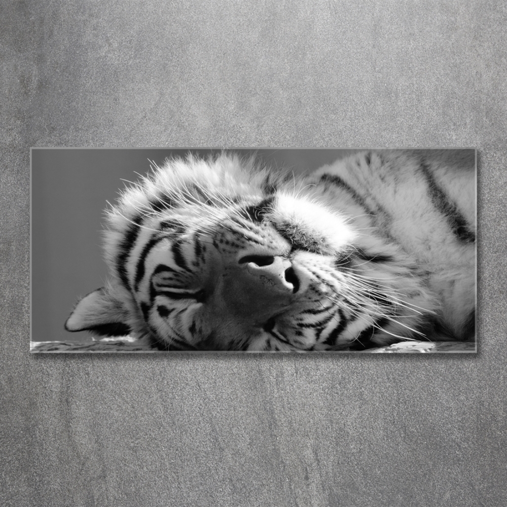 Wall art on glass Sleepy tiger