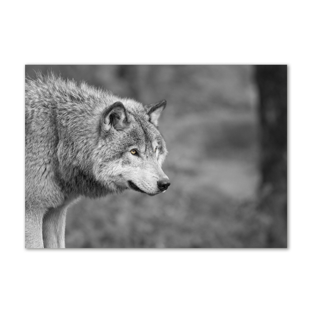 Glass art print Gray wolf