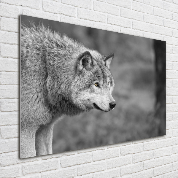 Glass art print Gray wolf