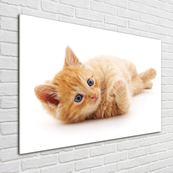 Wall art on glass Red cat