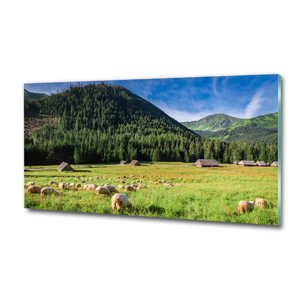 Glass art print Sheep in the tatra mountains