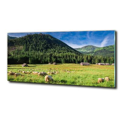 Glass art print Sheep in the tatra mountains