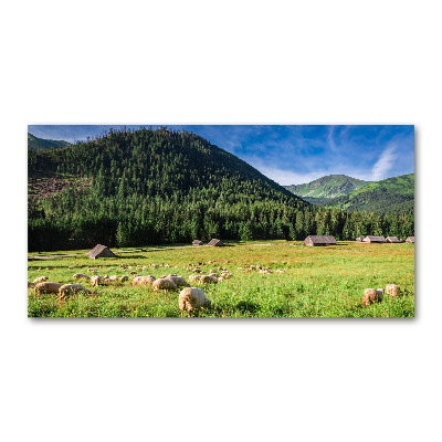 Glass art print Sheep in the tatra mountains