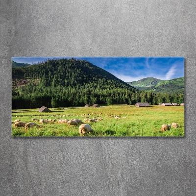 Glass art print Sheep in the tatra mountains