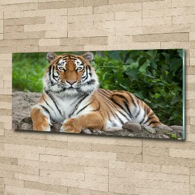 Wall art on glass Siberian tiger