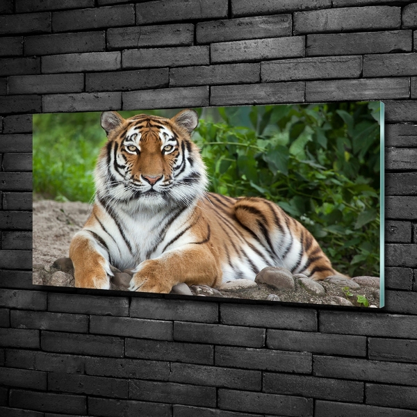 Wall art on glass Siberian tiger