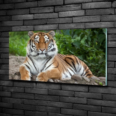 Wall art on glass Siberian tiger