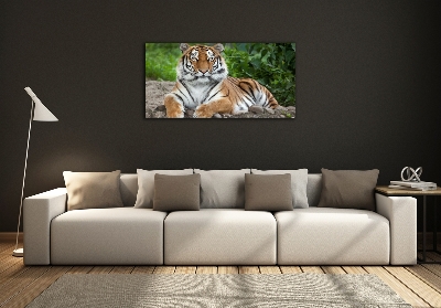 Wall art on glass Siberian tiger