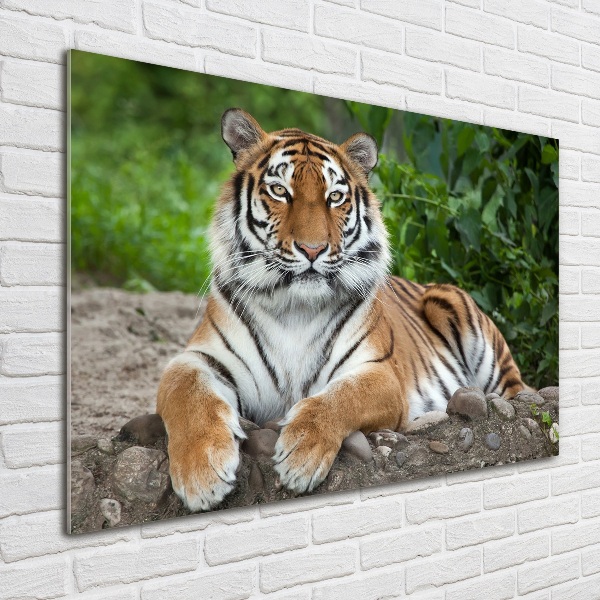 Wall art on glass Siberian tiger