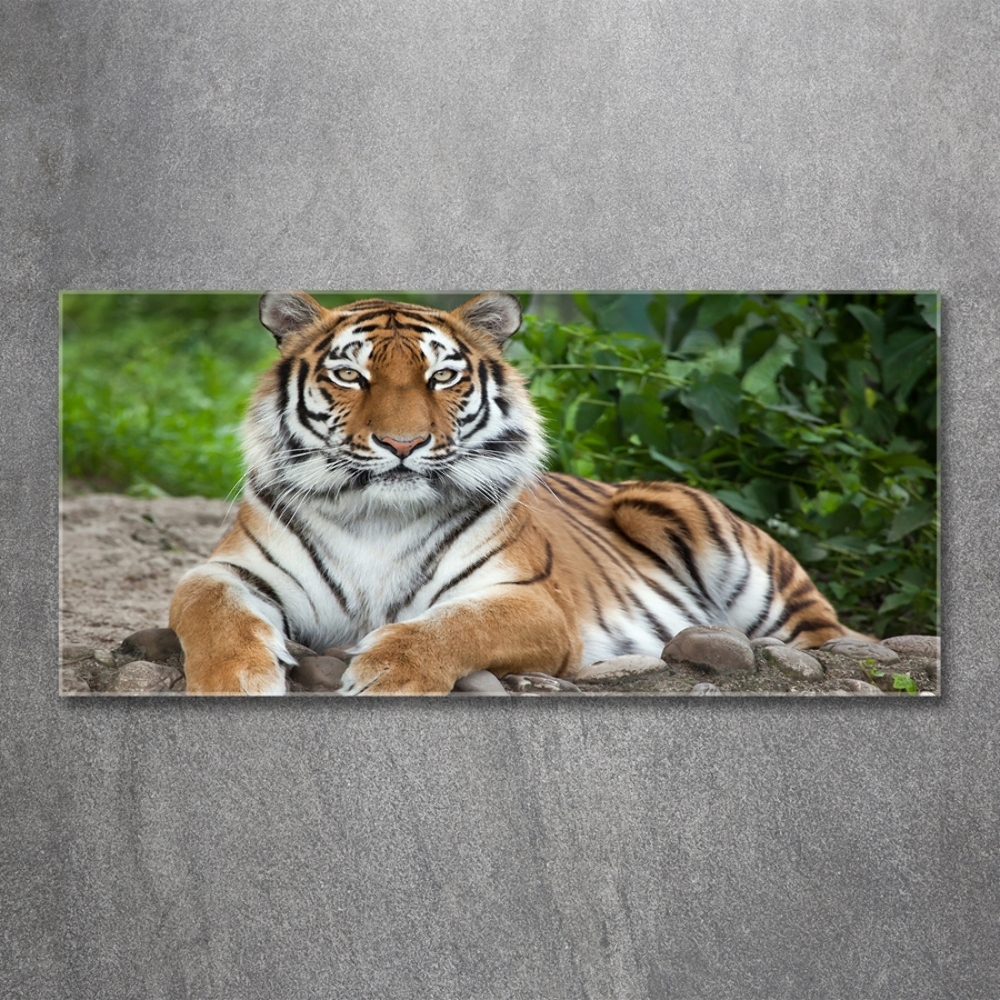 Wall art on glass Siberian tiger