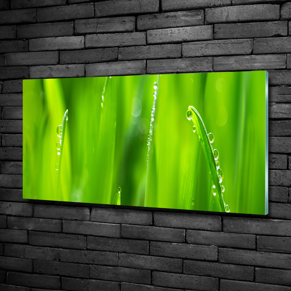 Glass art print Young oats