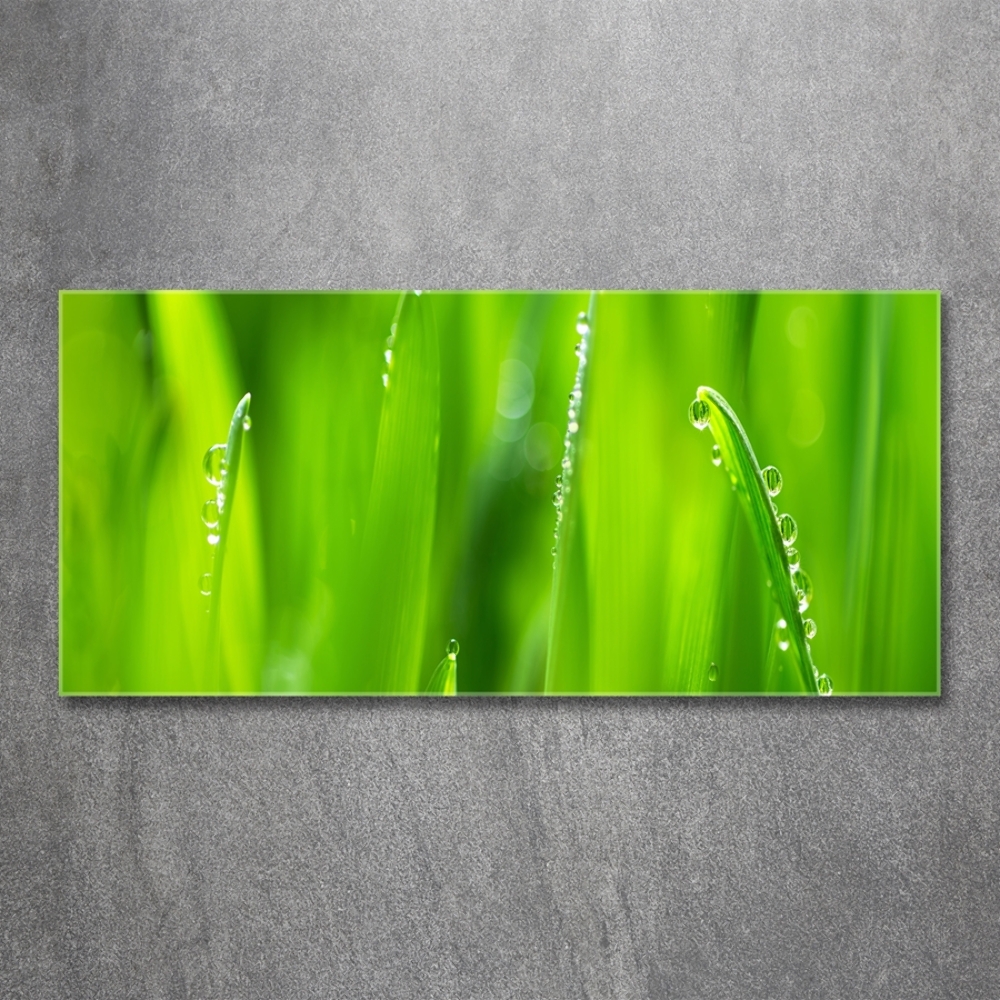 Glass art print Young oats