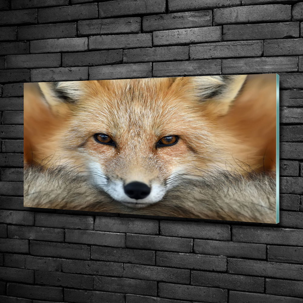 Wall art on glass Fox