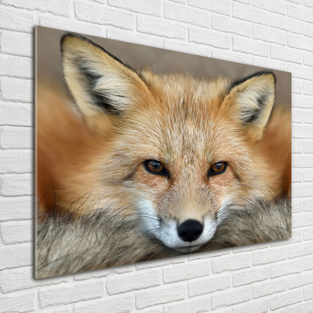 Wall art on glass Fox