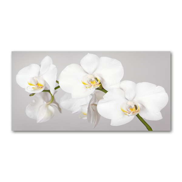 Wall art on glass Orchid