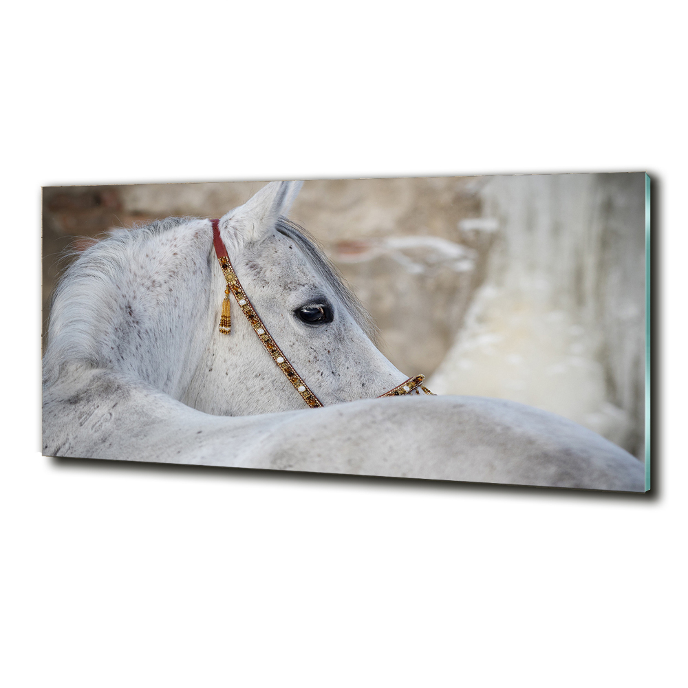 Wall art on glass White arabian horse