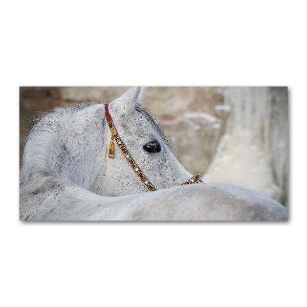 Wall art on glass White arabian horse