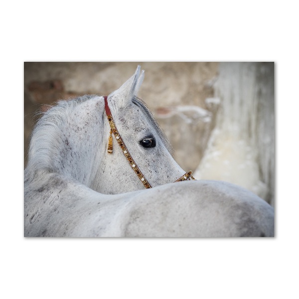 Wall art on glass White arabian horse