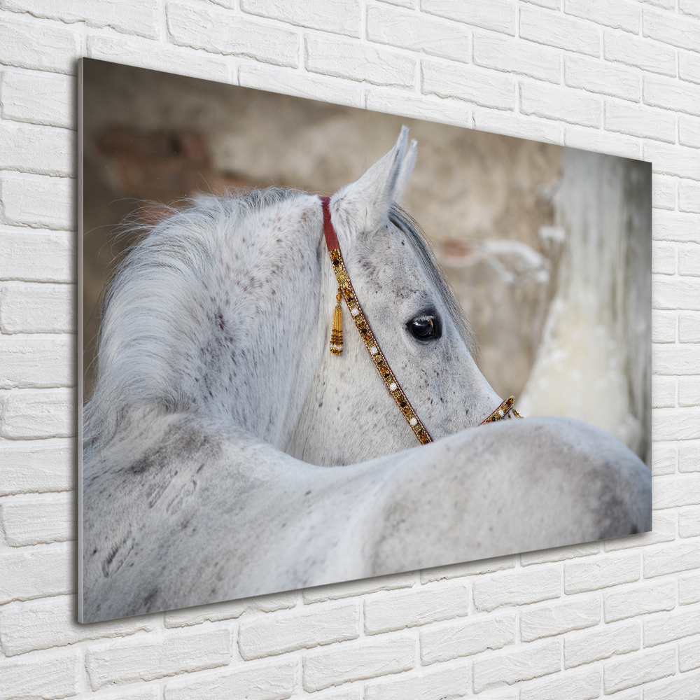 Wall art on glass White arabian horse