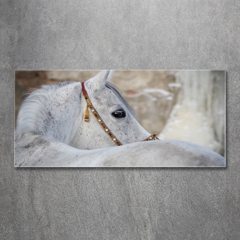 Wall art on glass White arabian horse