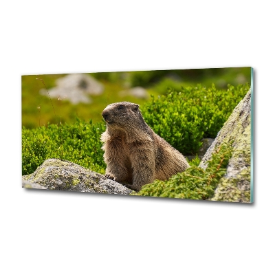 Glass wall art Tatra marmot