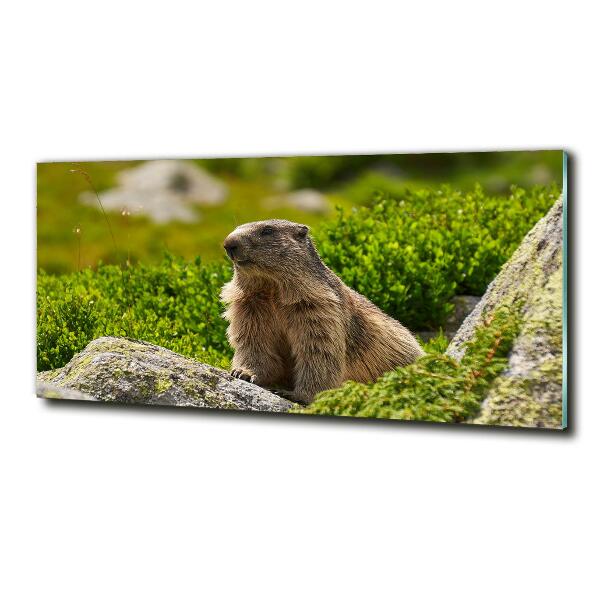 Glass wall art Tatra marmot