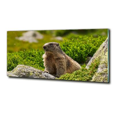 Glass wall art Tatra marmot